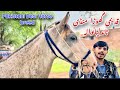 Ghoda Mandi Tandlianwala Desi Horses For Sale Pakistani Horse Breed