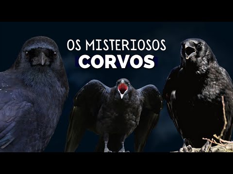 CORVO - A MISTERIOSA AVE! UM ANIMAL LIGADO A MITOLOGIA E ATÉ AS BRUXAS