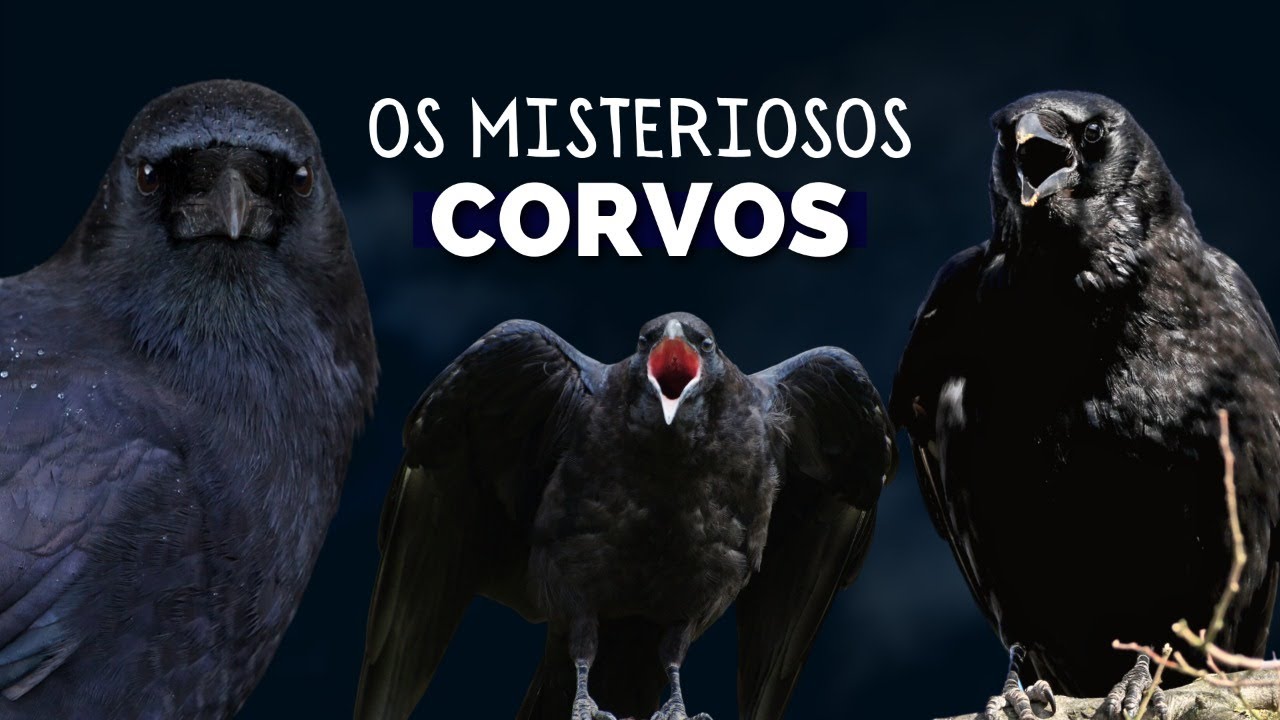 CORVO - A MISTERIOSA AVE! UM ANIMAL LIGADO A MITOLOGIA E ATÉ AS BRUXAS