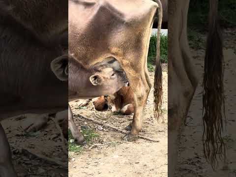 Plaza pecuaria celendin Cajamarca Perú #arribalaganaderiaperuana