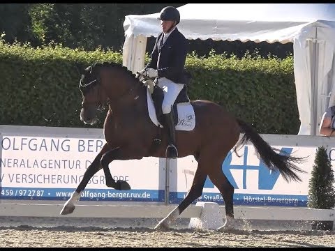 BON VIVALDI von Benicio - Vivaldi (Hengststation Ahlers)