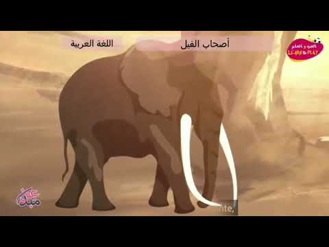 Historia e ushtrisë së elefantëve | Video e ilustruar | Viti i elefantit