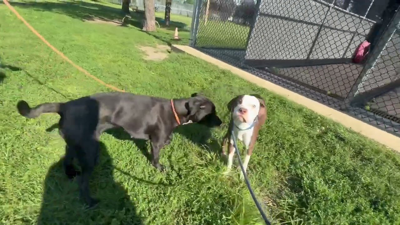 Novelty's Leash Test