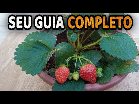 Como Plantar Morangos + Dicas de Cultivo GUIA COMPLETO
