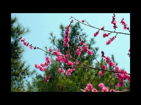 Michel Legrand & Toots Thielemans - Les Parapluies De Cherbourg