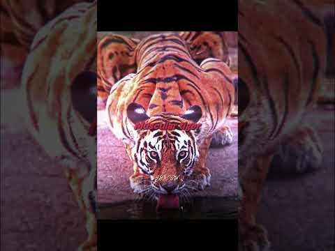 Muscular Goat🔥 #footballshorts #trending #viral #edit #cr7