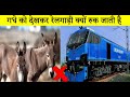 गधे को देखते ही ट्रेन क्यों रुक जाती ह�