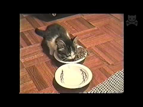 nicki minaj kitten sings while she eats
