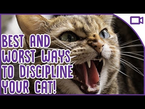 How to Discipline Your Cat - Best and Worst Ways! - YouTube
