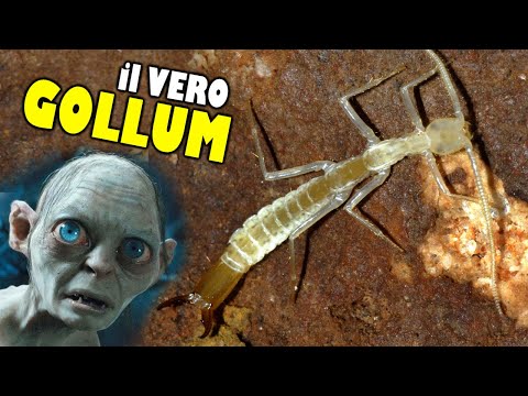 Il Signore degli Anellidi | Gollumjapyx smeagol (speciale 50 iscritti)