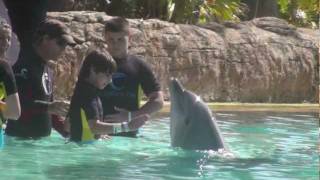 preview picture of video '2010 Paradise Island Bahamas - Atlantis Dolphins'