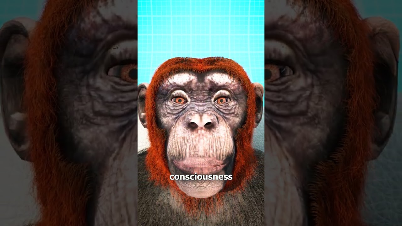 Monkey Head Transplant 🐒 (explained)