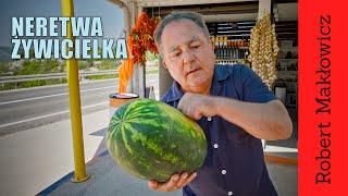 Neretwa żywicielka. (odc. 193)