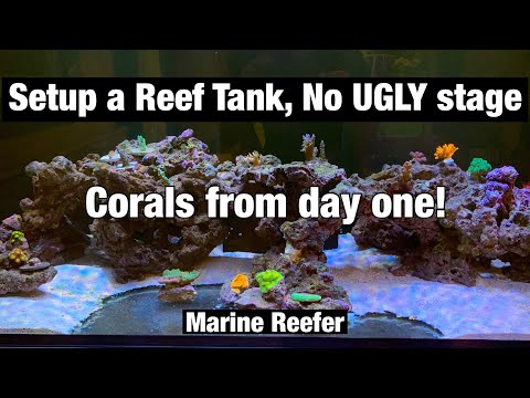 How to setup a reef tank, No UGLY stage and corals from day one!