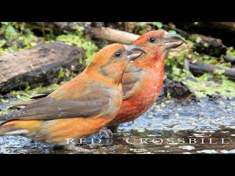 Red crossbill flock of birds drinks water