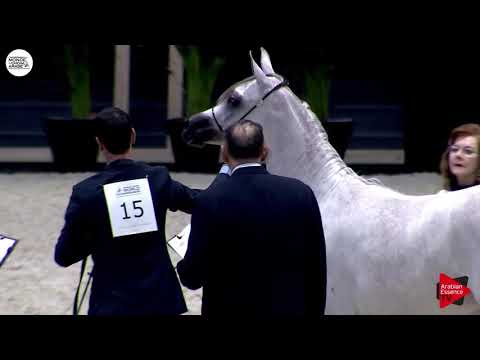 N.15 AV PURPLE RAIN - Paris 2018 - Yearling Fillies (Class CM 1B)