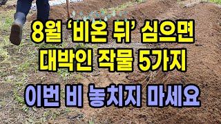 8월 비 온 뒤 심으면 대박인 작물 5가지 이번 비 절대 놓치지 마세요