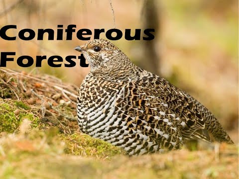 Basics of the Coniferous Forest