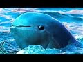 14 Endangered Sea Creatures