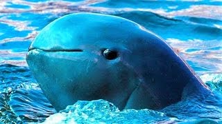 14 Endangered Sea Creatures