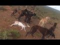 GREYHOUND DOGS 2022 VS SPRINGBOK P37