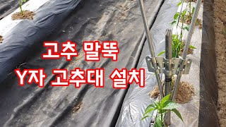 고추말뚝 Y자 고추대 설치방법 과정 [고추재배방법]