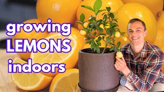 How to Grow LEMONS Indoors / Outdoors in Containers (& Limes, Oranges)