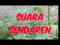 Suara Sendaren Layangan Terkeras