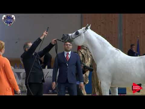N 100 ASMA BY GHALIYA   European Championship 2019   3 Years Old Colts Class 12