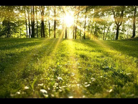 VERTICAL ULTRA HD  SCENE Rejuvenating Forest Spring   Oregon UHD Nature Relaxation