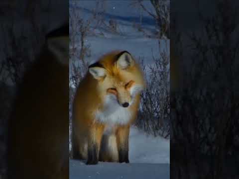 The Red Fox's Keen Hearing and the Hide-and-Seek Battle with the Meadow Vole.