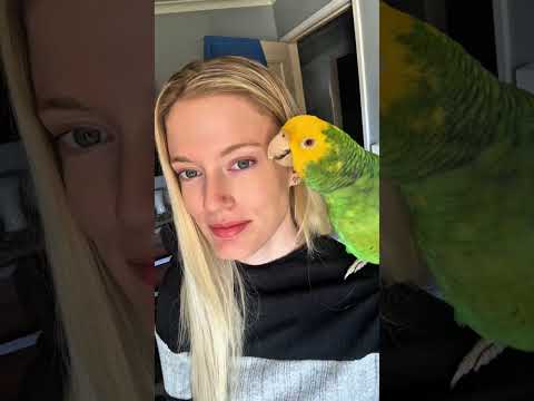 Amazon parrot, Gingers vlog 