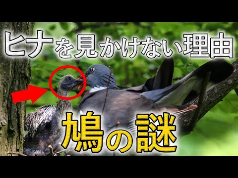 鳩はどれくらい生きますか?