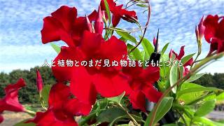 「サントリーフラワーズ」紹介動画（ショート）