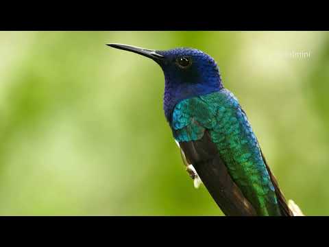 Baraa Masoud   Love and Life   Vocals Only براء مسعود   حب وحياة بدون موسيقى