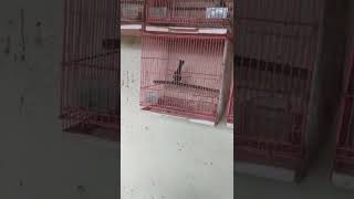 Download lagu murai buluh betina,𝓪𝔂𝓲𝓮 𝓼𝓱𝓾𝓽𝓮𝓻 mp3 Download lagu murai buluh betina,𝓪𝔂𝓲𝓮 𝓼𝓱𝓾𝓽𝓮𝓻 mp3