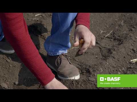 Zaštita soje od korova - Corum® i Focus Ultra®