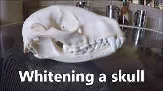 Whitening a skull; How to &quot;bleach&quot; bones