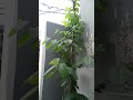 Jhumka Bail Grows Very Fast In Moon Soon Earth Plants