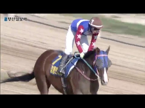 2016 Busan Ilbo Cup - 1200m (US$300,000)