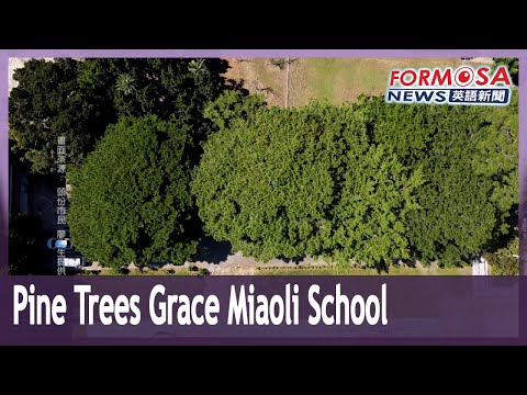 Okinawa pine trees grace the grounds of Miaoli’s most beautiful elementary school