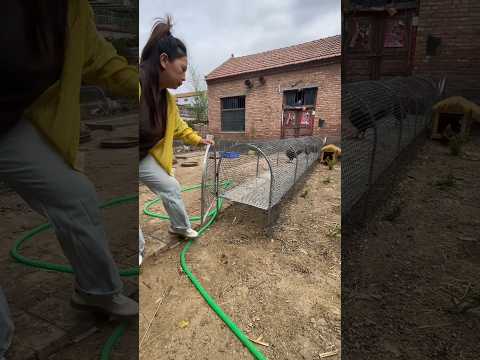 Backyard Chicken Coop Setup & Care | Rural Farming