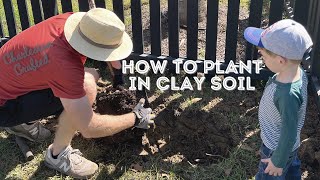 How to plant trees in clay soil
