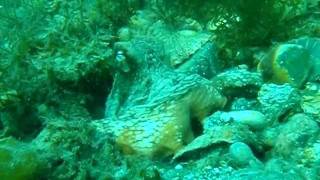 preview picture of video 'タコ捕獲！！ Sand Octopus Female 2kg'