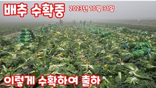 자연특별시괴산 괴산배추 수확 망작업 괴산절임배추 2023년10월31일 [배추재배방법]