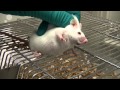 Cheek blood from mouse