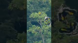 Download lagu story' wa Kalimantan burung enggang mp3 Download lagu story' wa Kalimantan burung enggang mp3