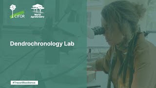 Analysing tree rings to tackle climate change