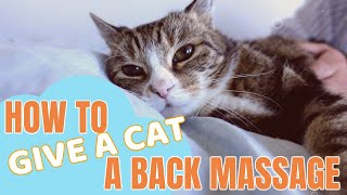 How to give a cat a back massage