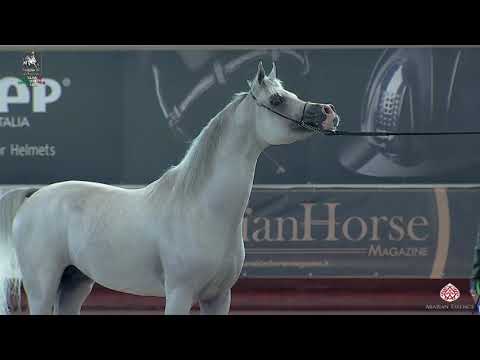 N 106 TF ANDRUS   Italian Nationals 2020   San Giovanni In Marignano   Stallions 4 to 6 Years Old Cl